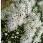 Profumeria artigianale a Milano: Kunzea Ambigua